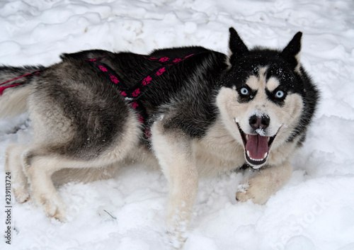 breed husky sled dogs