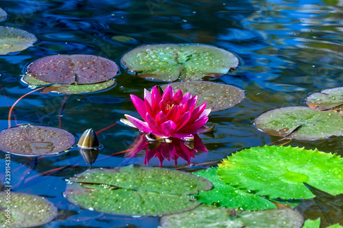 Fototapeta Naklejka Na Ścianę i Meble -  Pink water lily in pond