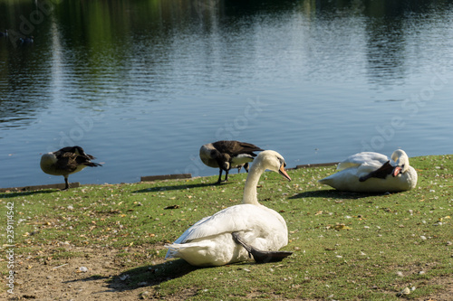 Fototapeta Naklejka Na Ścianę i Meble -  White swan near to the water