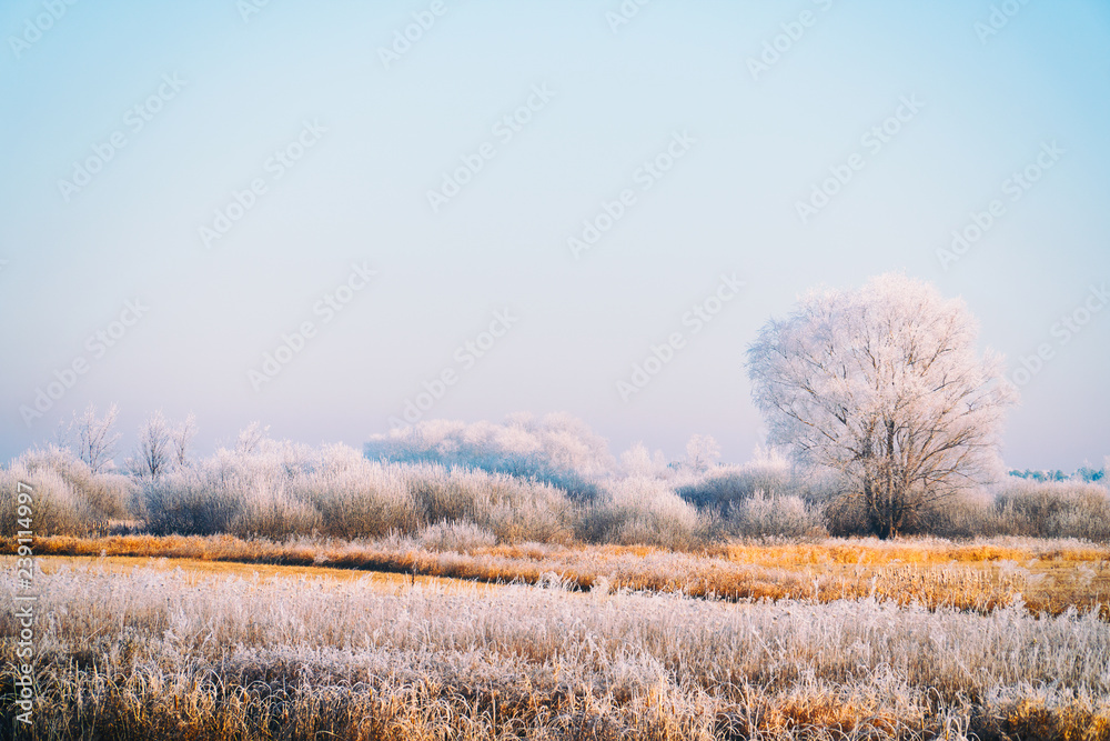 custom made wallpaper toronto digitalMeadows, bushes and trees covered with frost. Fabulous Winter landscape
