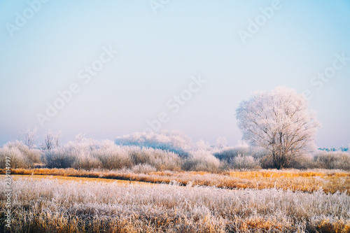 Wallpaper Mural Meadows, bushes and trees covered with frost. Fabulous Winter landscape Torontodigital.ca