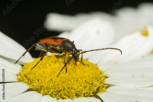 bug on a flower © pavelvrnphoto