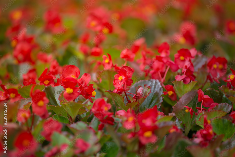Red flowers background with red shimmery wax begonia semperflorens cultorum Red flowers background with red shimmery wax begonia semperflorens cultorum