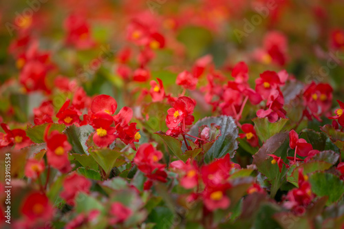 Red flowers background with red shimmery wax begonia semperflorens cultorum