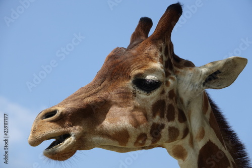 Photography portrait of giraffe