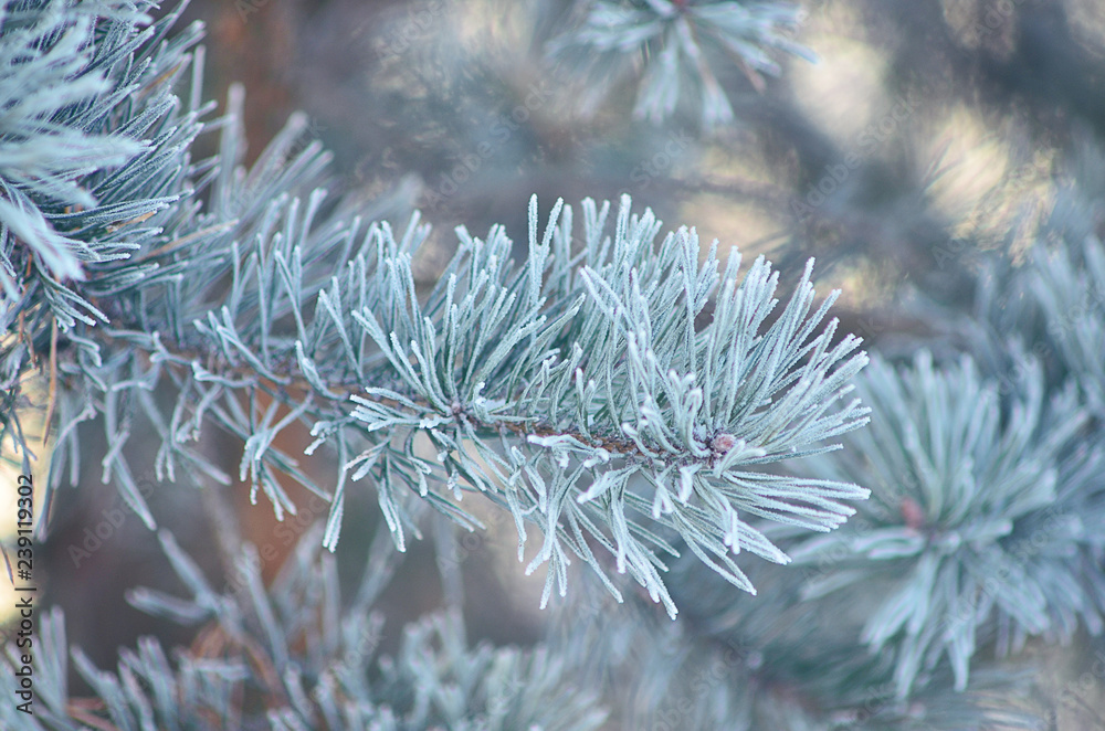 Green spruce in the snow. Spruce in the winter. Symbol of new year holidays. The symbol of the New year. Drops of water on the branches of spruce. Snow on fir branches. Pine branches. Christmas mood. Green spruce in the snow. Spruce in the winter. Symbol of new year holidays. The symbol of the New year. Drops of water on the branches of spruce. Snow on fir branches. Pine branches. Christmas mood.