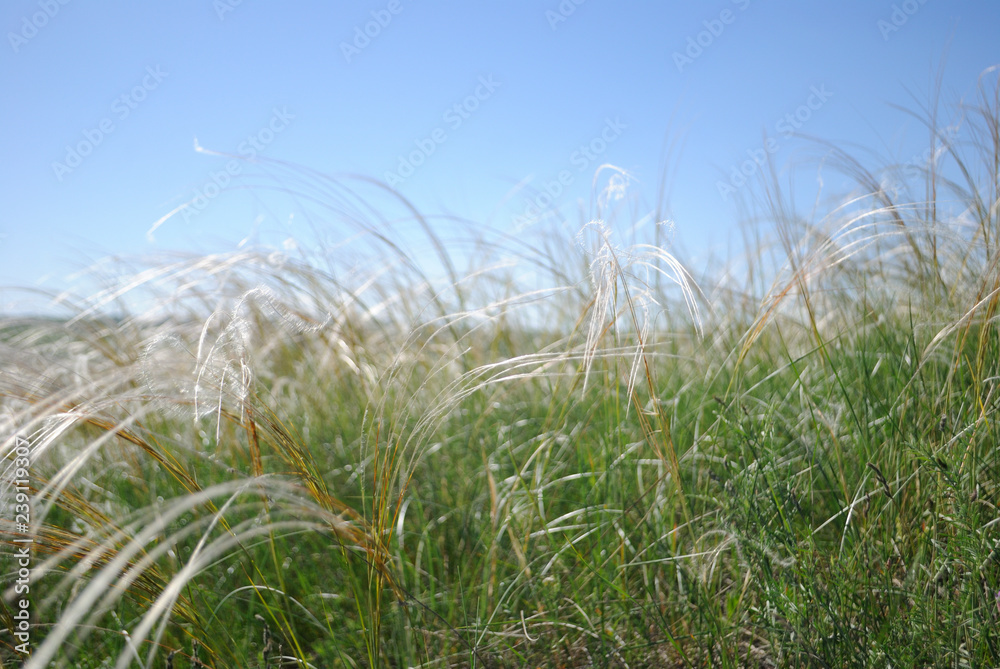 feather grass and sky