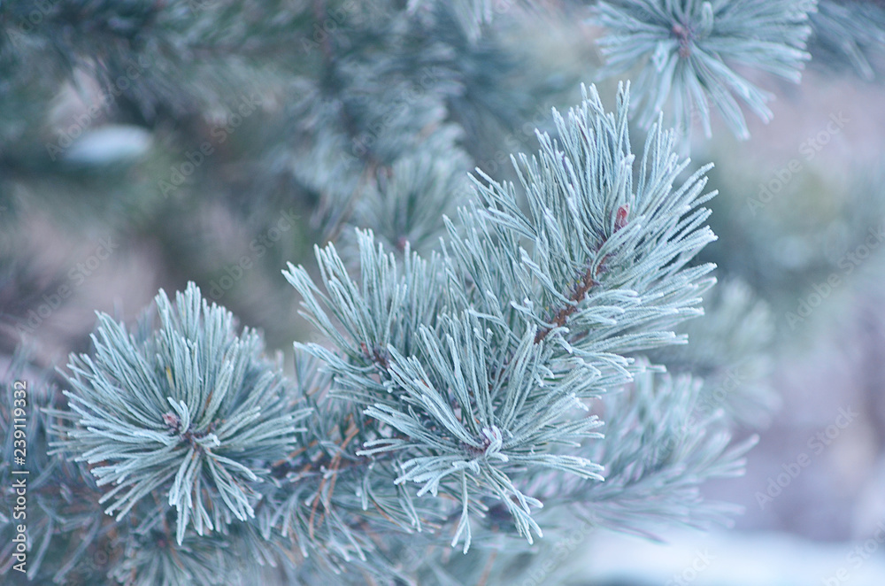 Green spruce in the snow. Spruce in the winter. Symbol of new year holidays. The symbol of the New year. Drops of water on the branches of spruce. Snow on fir branches. Pine branches. Christmas mood. Green spruce in the snow. Spruce in the winter. Symbol of new year holidays. The symbol of the New year. Drops of water on the branches of spruce. Snow on fir branches. Pine branches. Christmas mood.