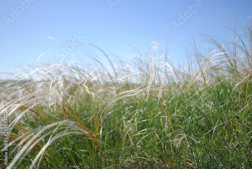 feather grass and sky