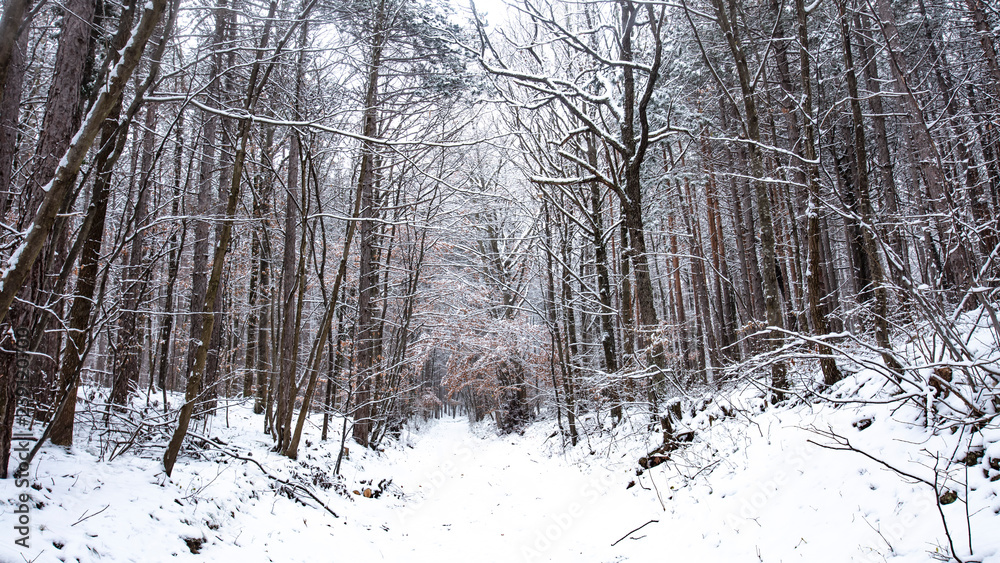 winter forest background 