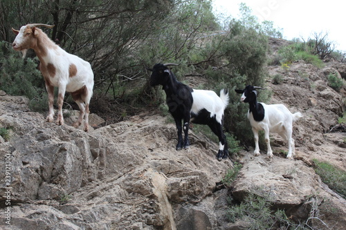 Cabras montesas sin miedo