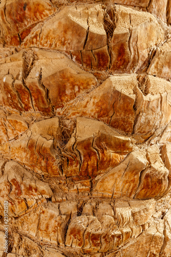 Palm tree bark texture for background