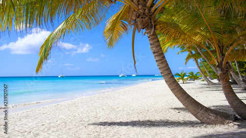 Fototapeta Naklejka Na Ścianę i Meble -  Caribbean beach paradise dominican republic island Saona with palm tree