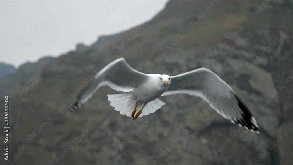 Seagull slow motion flight at backdrop of the rocks Seagull slow motion flight at backdrop of the rocks