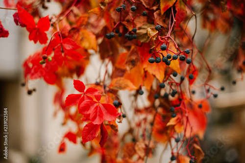 Photo of twigs with leaves and berries
