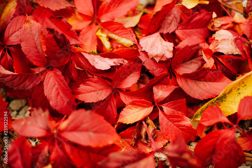 Photo of a lot of reddish leaves on ground