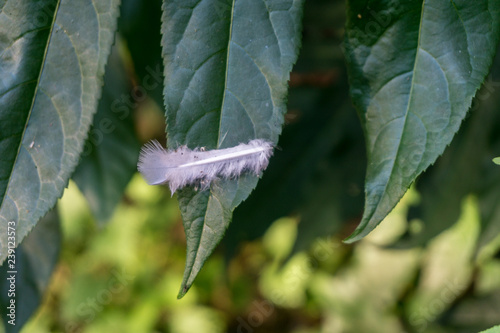 Feather on green leaf
