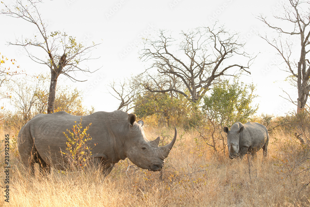 African White Rhino in a South African Game Reserve African White Rhino in a South African Game Reserve