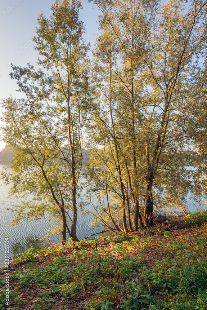Willow bushes on the shore of a lake in the early morning sunlight