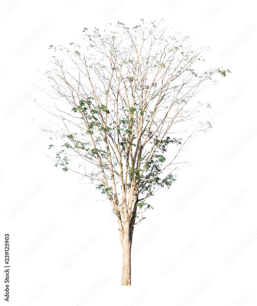 tropical tree isolate on white background tropical tree isolate on white background
