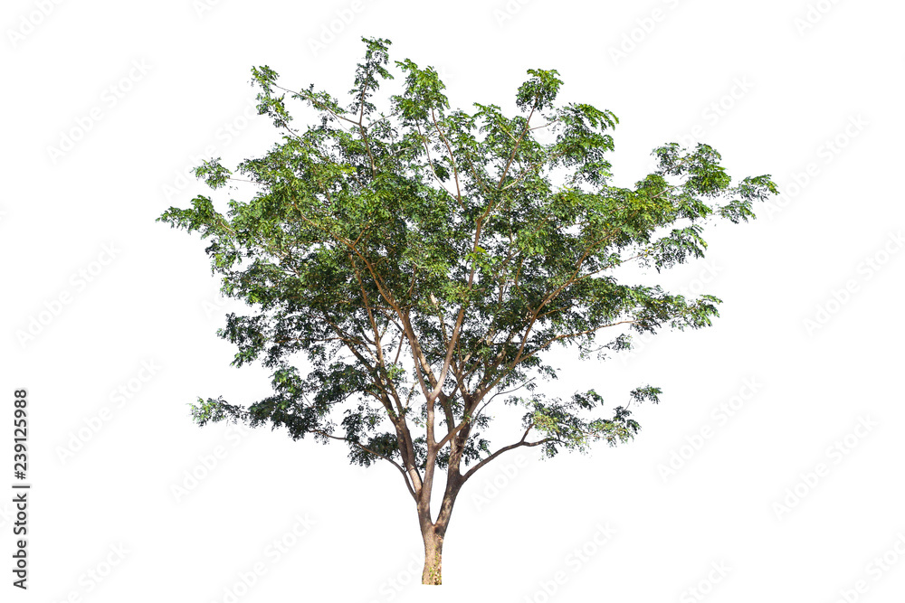 tropical tree isolate on white background