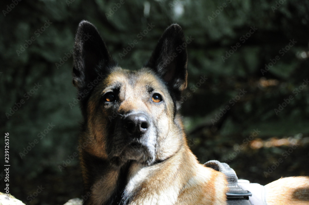 Belgischer Schäferhund Malinois wartend und wachend im Wald, malinois waiting and watching in the wood Belgischer Schäferhund Malinois wartend und wachend im Wald, malinois waiting and watching in the wood