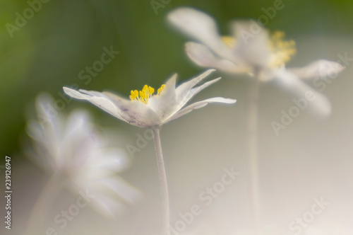 Springtime  the perfect season to photograph wood anemones - Anemone nemorosa