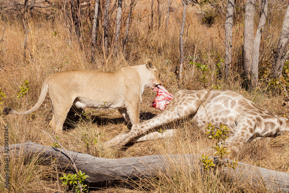  African Lion in a South African Game Reserve