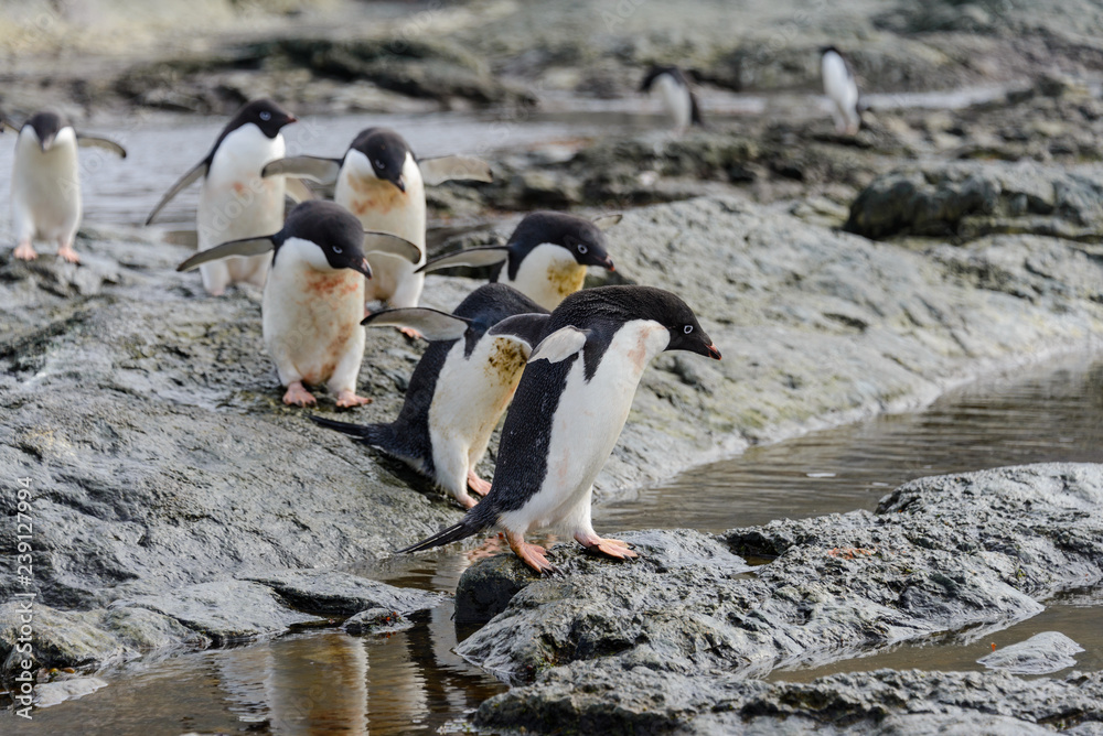 Fototapeta premium Group of adelie penguins on beach in Antarctica