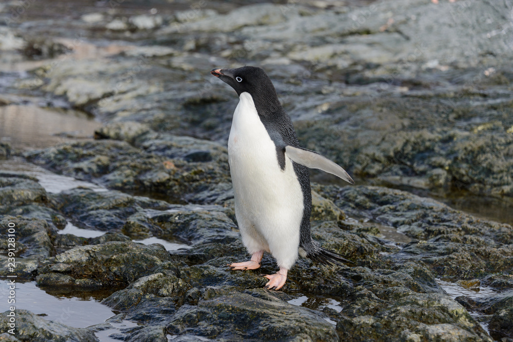 Naklejka premium Adelie penguin standing on beach in Antarctica