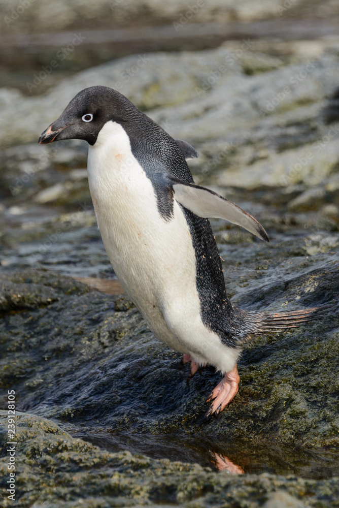Naklejka premium Adelie penguin standing on beach in Antarctica