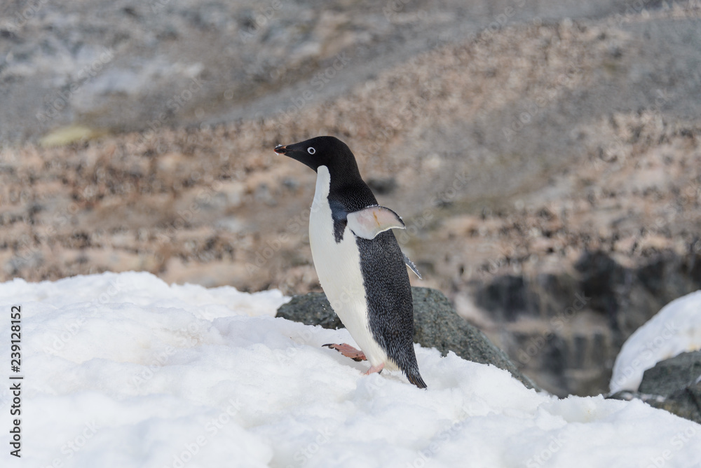 Fototapeta premium Adelie penguin standing on beach in Antarctica