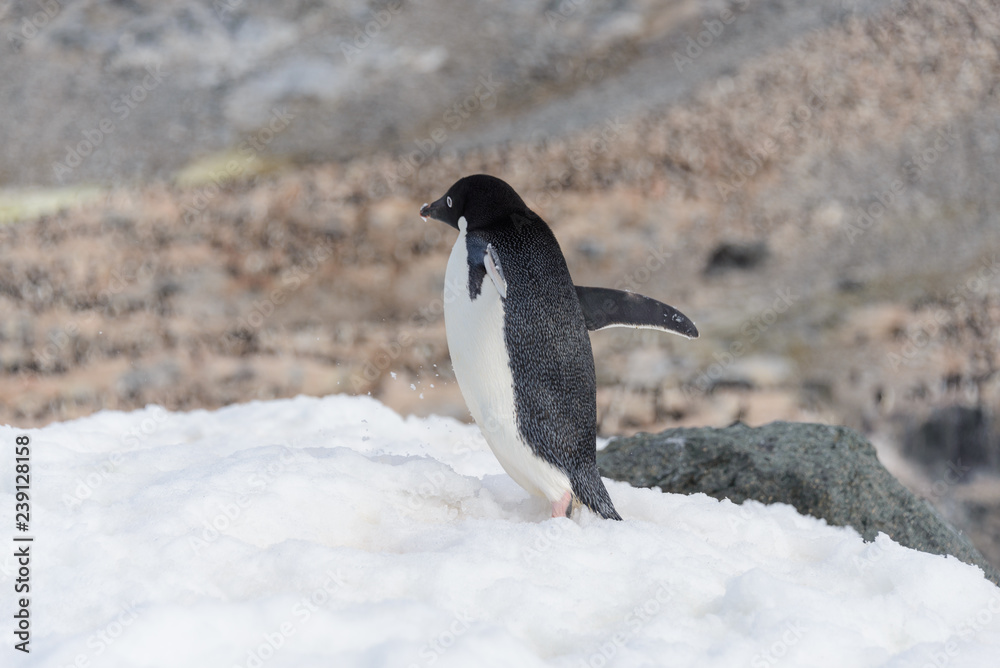 Obraz premium Adelie penguin standing on beach in Antarctica