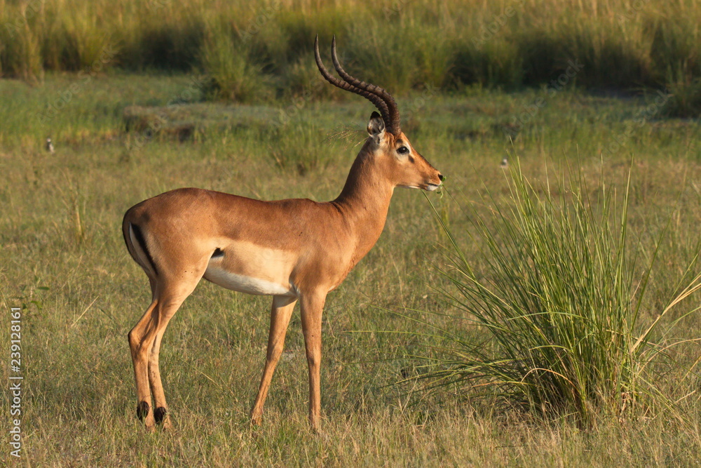 Impala antelopes in Chobe National park in Botswana in Africa Impala antelopes in Chobe National park in Botswana in Africa