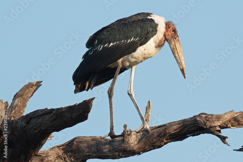 Marabou stork in Chobe National park in Botswana in Africa
