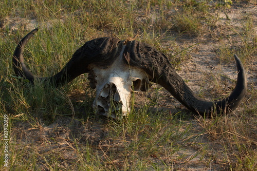 Skull and horns of a killed buffalo in Chobe National park in Botswana in Africa