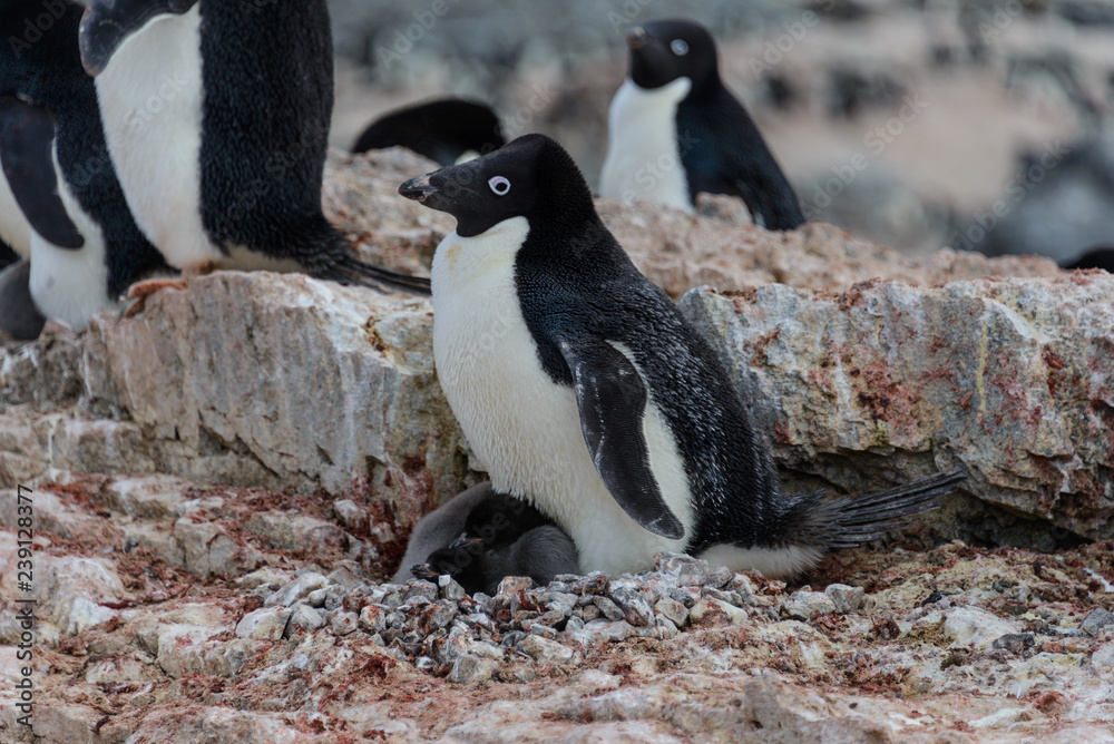 Obraz premium Adelie penguin with chicks in nest in Antarctica
