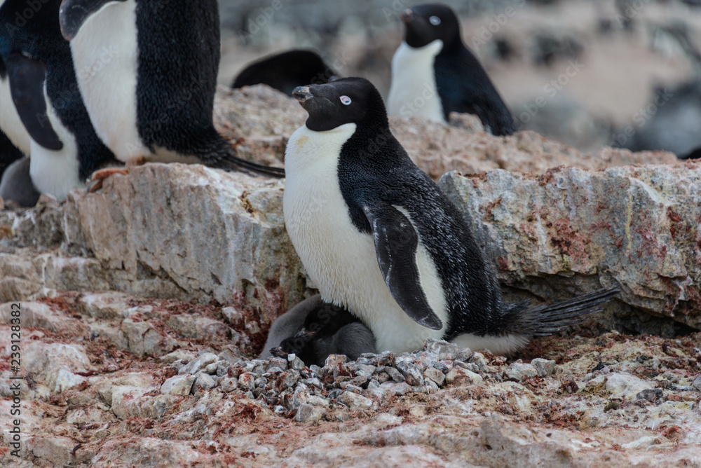 Naklejka premium Adelie penguin with chicks in nest in Antarctica