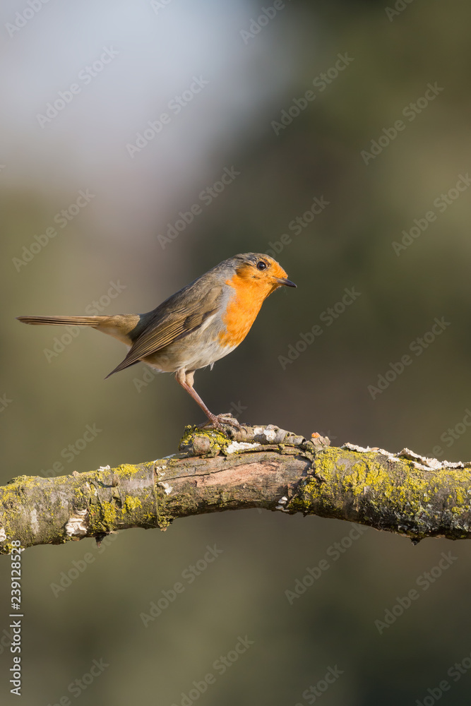 Il pettirosso (Erithacus rubecula)