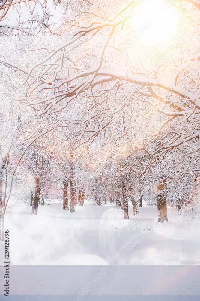 Winter landscape. Forest under the snow. Winter in the park.