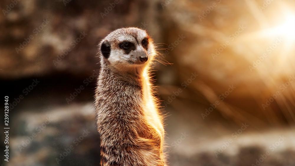 Fototapeta premium Erdmännchen in der Sonne