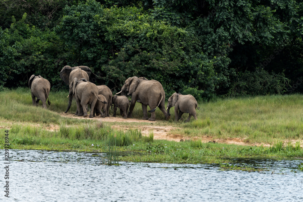 A group of elephants and calves enjoying the sunset warmth in Murchison Falls national park in Uganda nearby lake Albert Nile River. A group of elephants and calves enjoying the sunset warmth in Murchison Falls national park in Uganda nearby lake Albert Nile River.