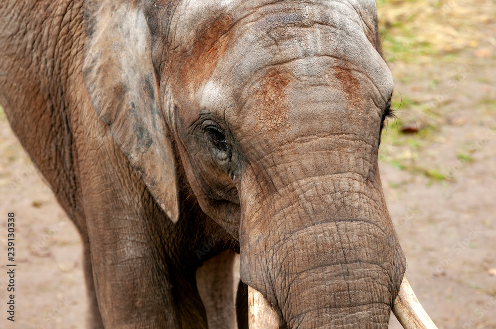 Elefant mit Stoßzähnen in der Steppe Elefant mit Stoßzähnen in der Steppe