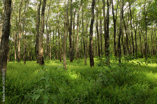 tree rows in the park with green grass