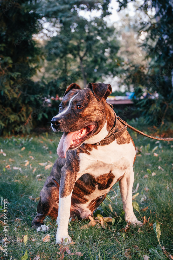 Strong and beautiful American staffordshire terrier male portrait outside on hot summer day