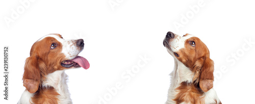 Beautiful portrait of two dogs looking up