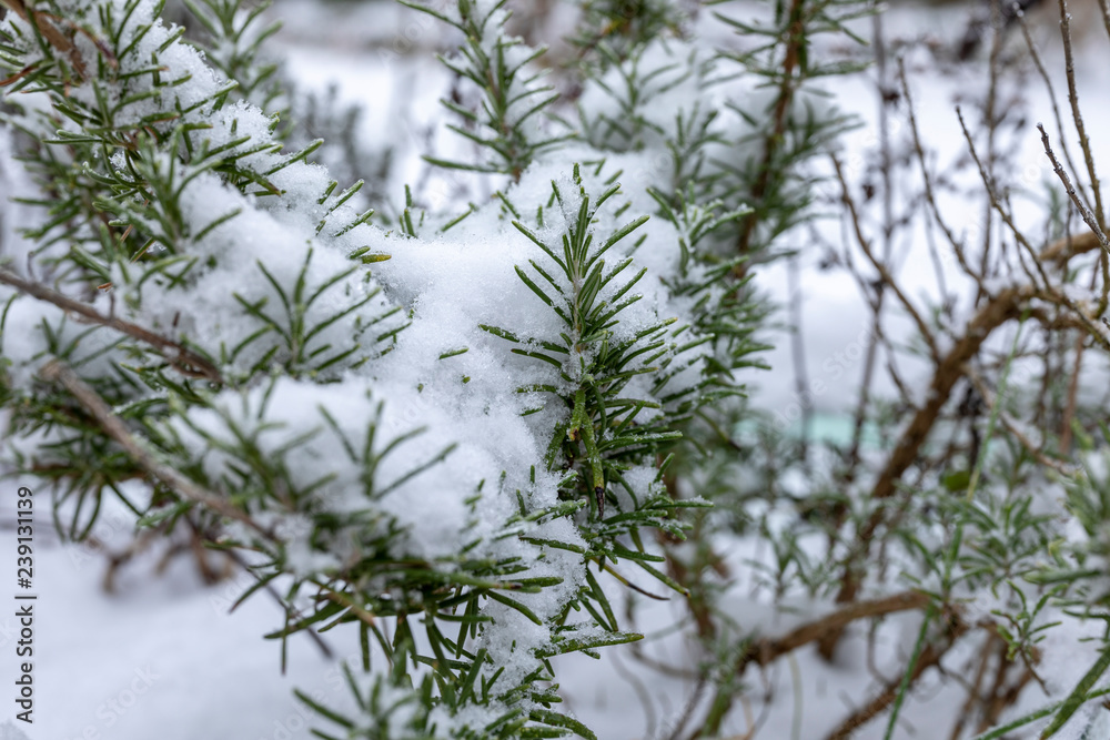 Rosmarin im Wintermit Schneee bedeckt Rosmarin im Wintermit Schneee bedeckt