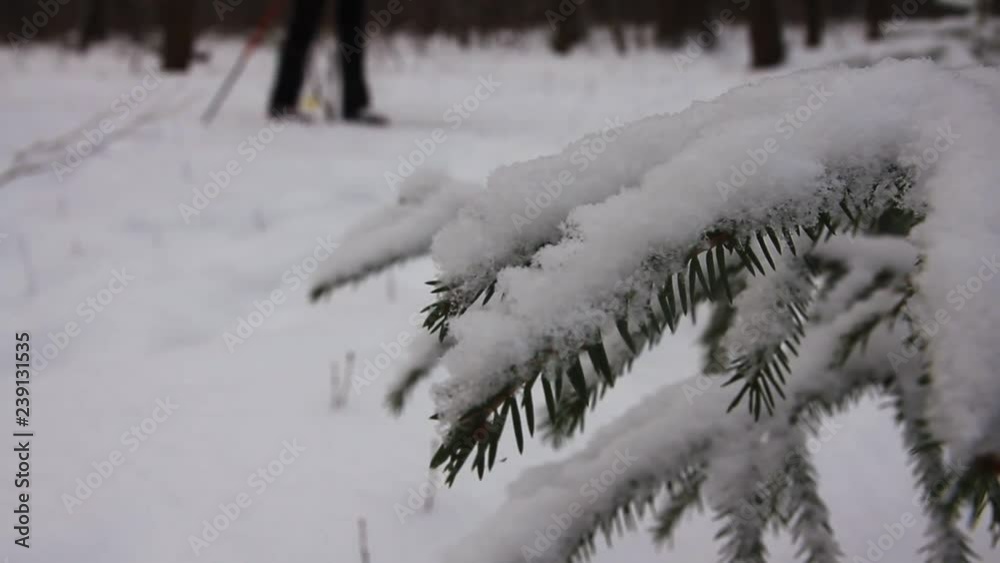 branches of a fir tree in the winter forest and a skier