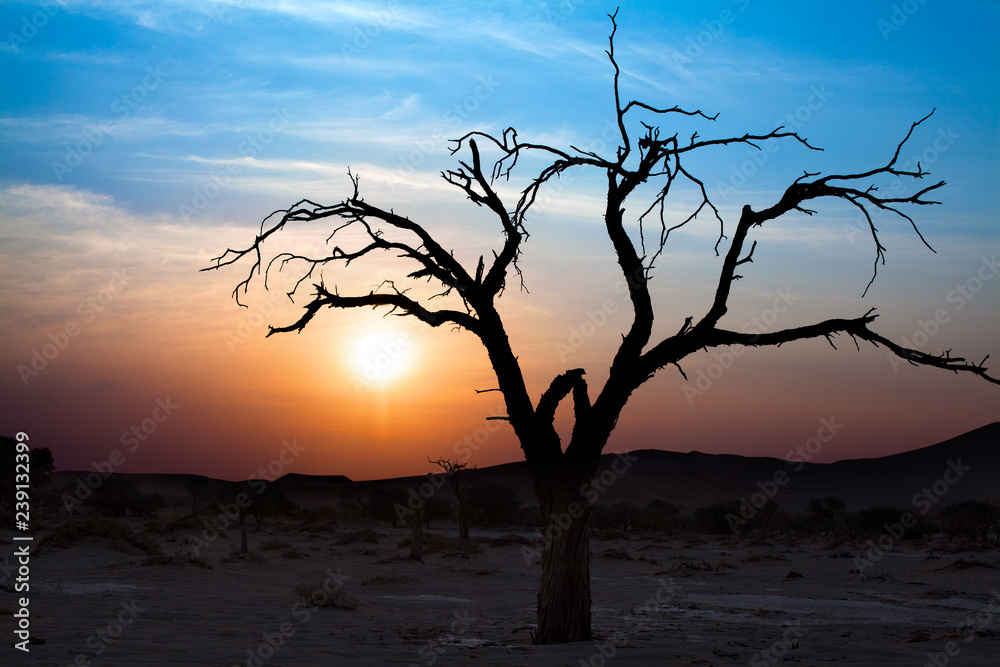 Fototapeta premium Beautiful sunset landscape, dry tree branches silhouette in the desert on bright blue, purple, red colors sky and white clouds background in Sossusvlei, Namibia