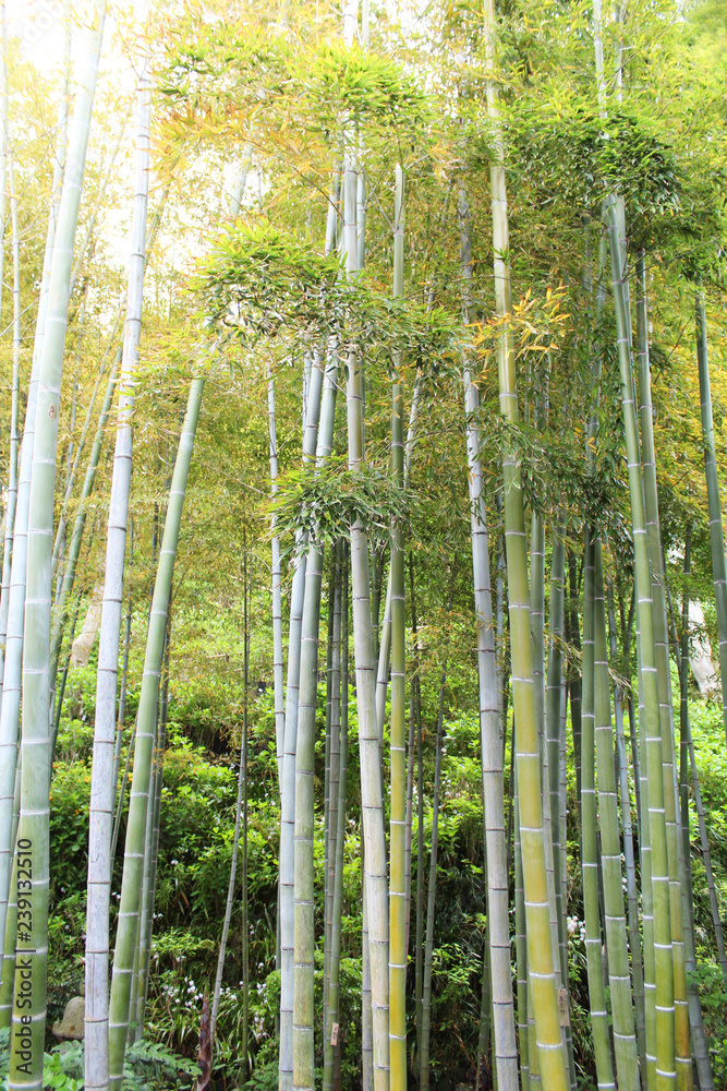 Fototapeta premium 長谷寺 竹林 鎌倉